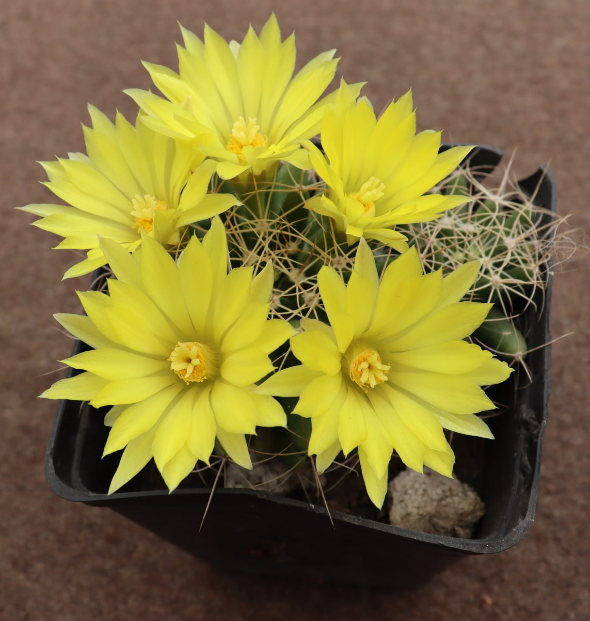Dolichothele longimamma