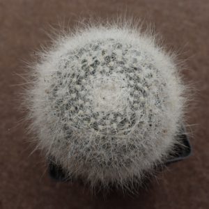 Mammillaria hahniana