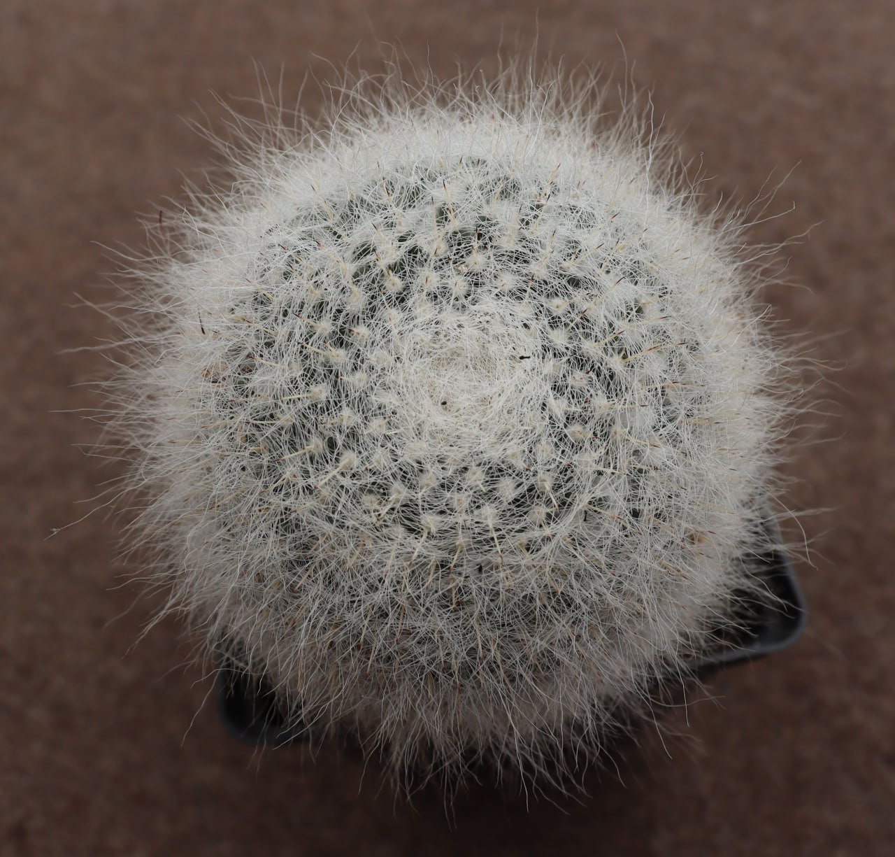 Mammillaria hahniana