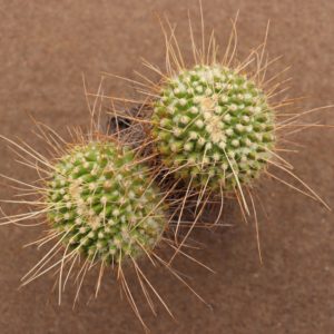 Mammillaria nejapensis longi