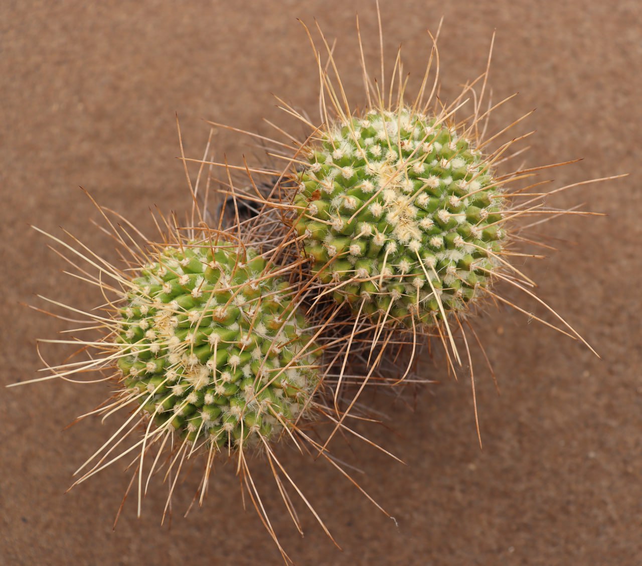 Mammillaria nejapensis longi