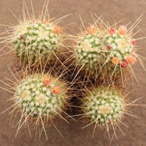Mammillaria nejapensis longi