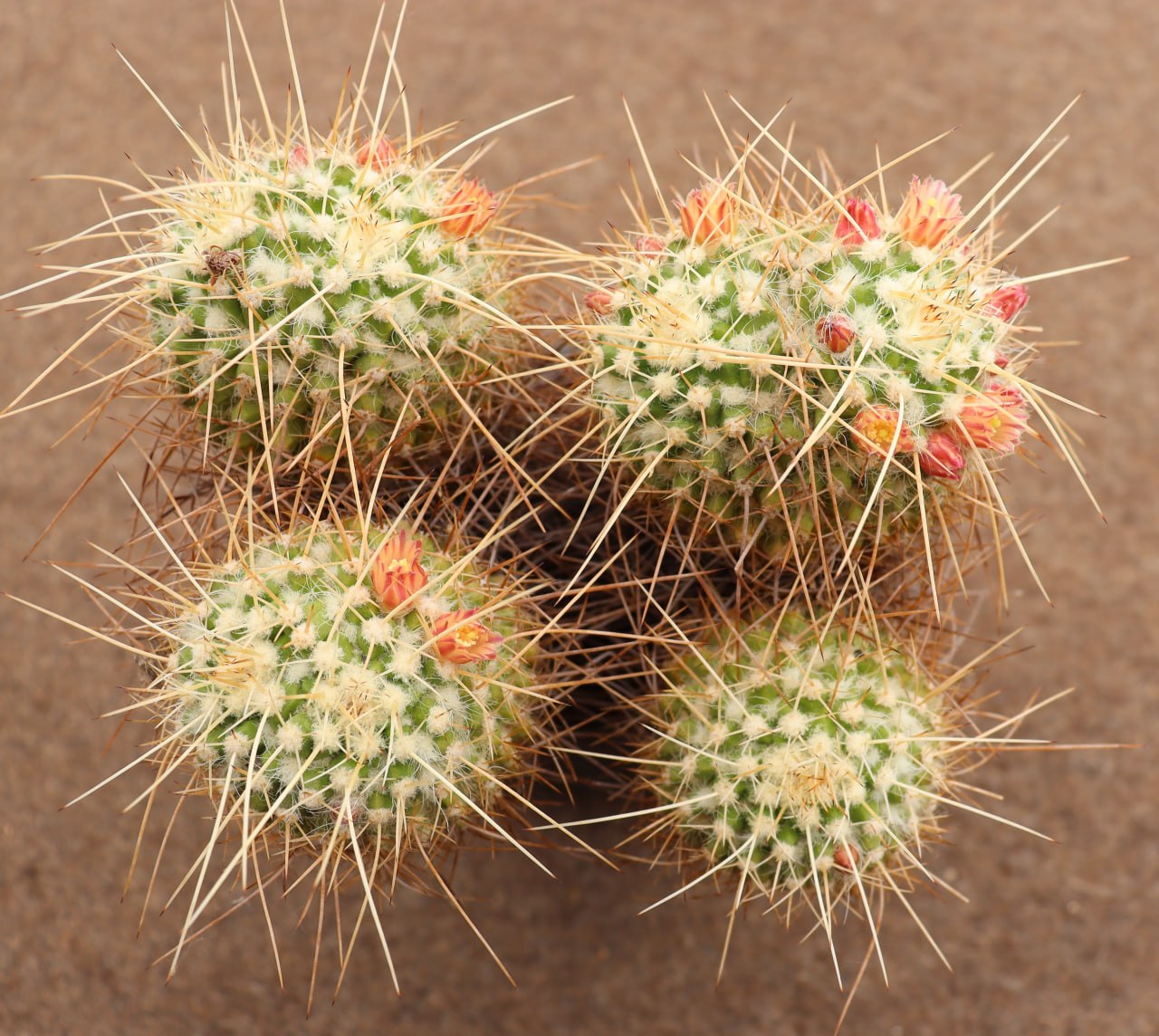 Mammillaria nejapensis longi