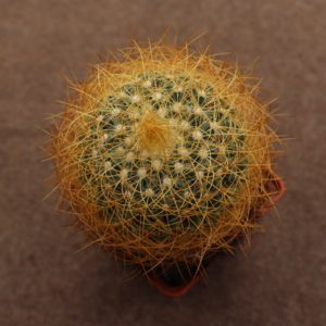 Mammillaria pringlei longi