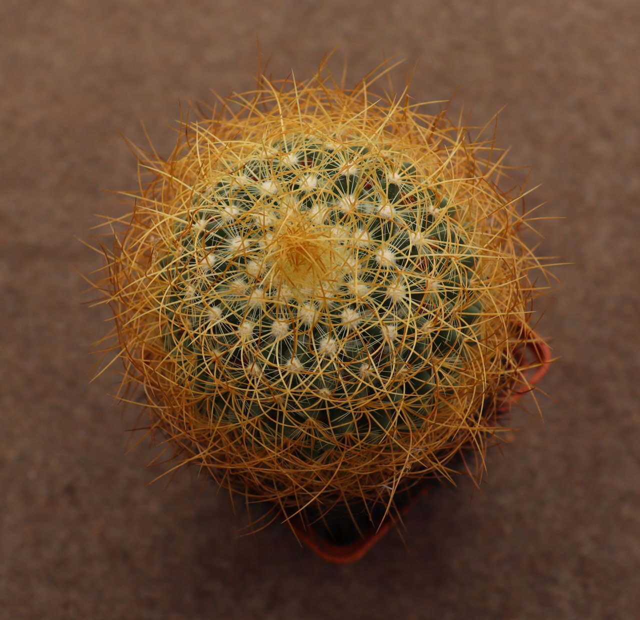 Mammillaria pringlei longi