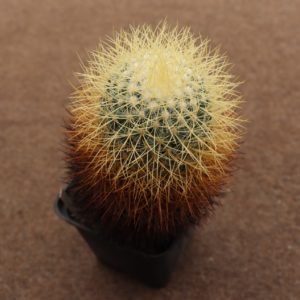 Mammillaria pringlei longi