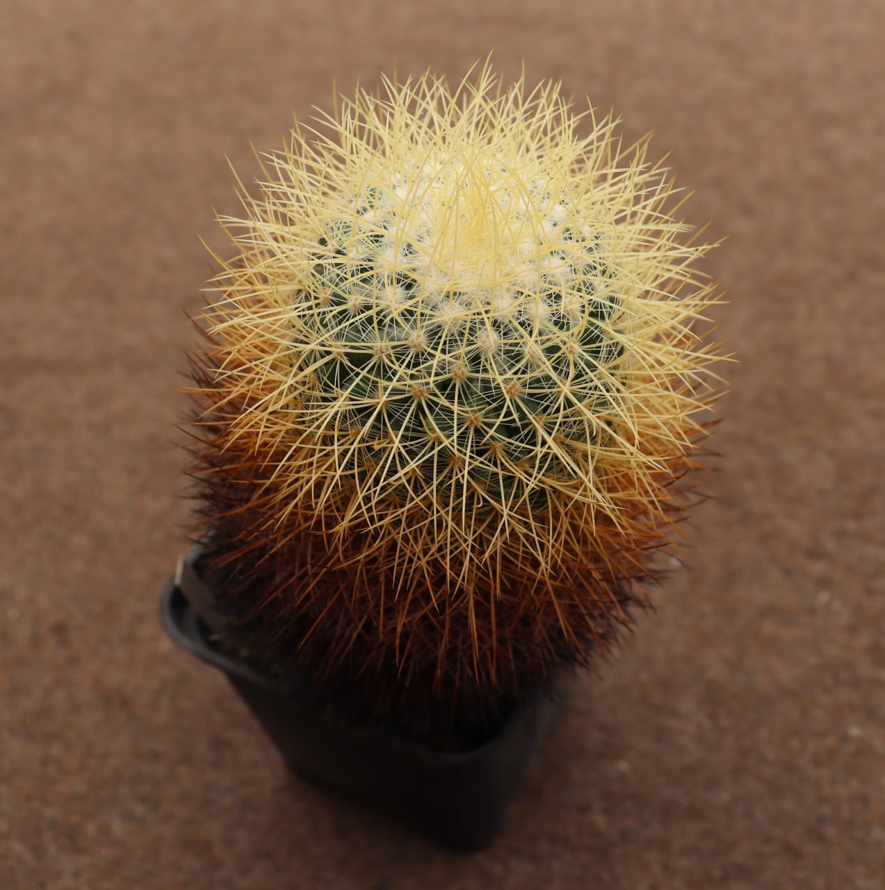 Mammillaria pringlei longi
