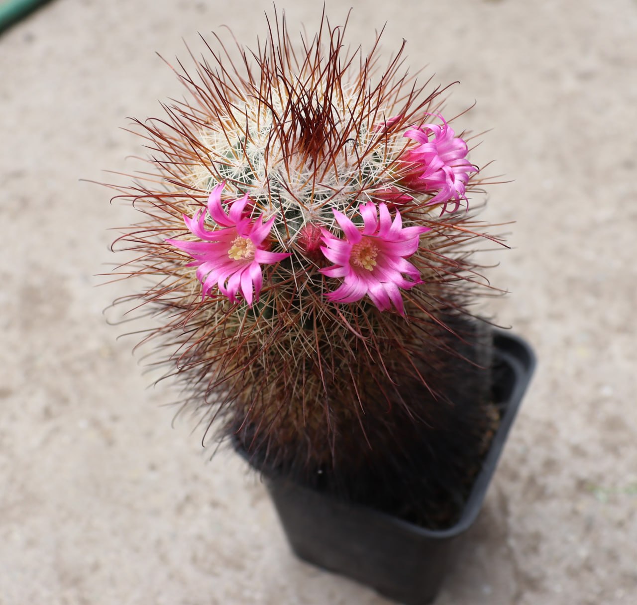 Mammillaria heeriana longi