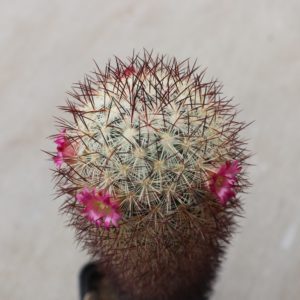 Mammillaria microhelia Santa Maria