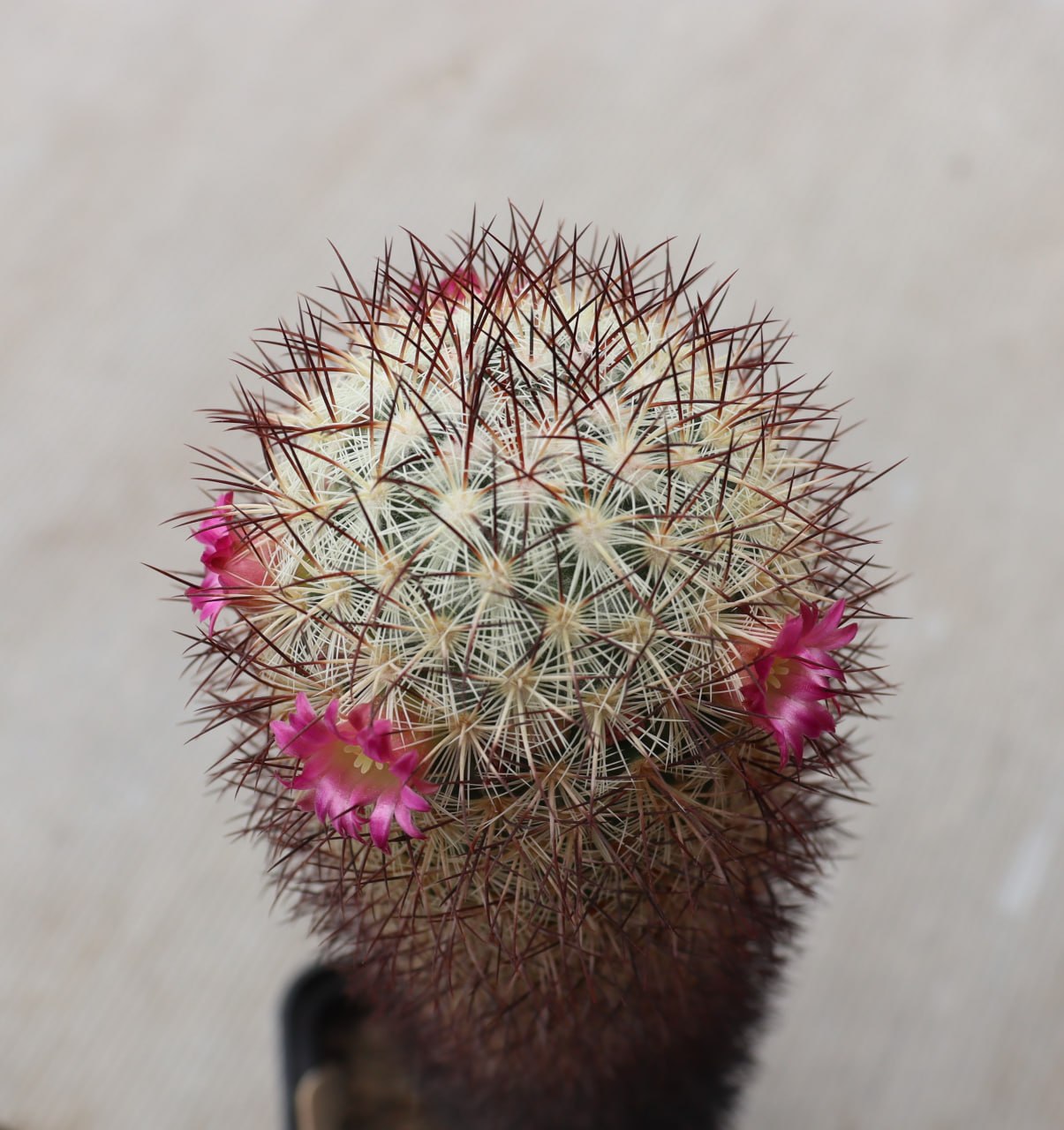Mammillaria microhelia Santa Maria
