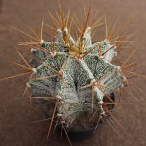 Astrophytum ornatum v. niveum