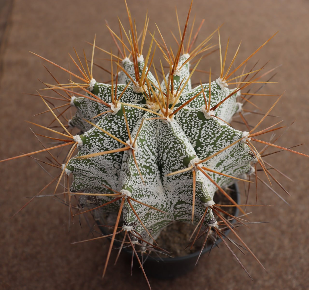 Astrophytum ornatum v. niveum