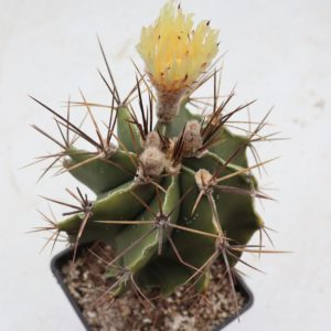 Astrophytum ornatum v. glabrescens