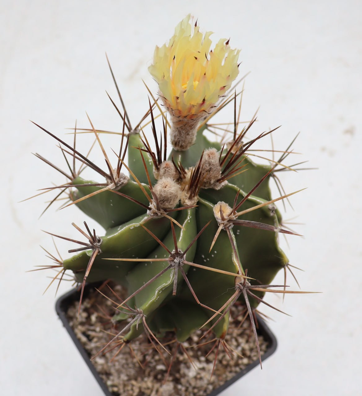 Astrophytum ornatum v. glabrescens
