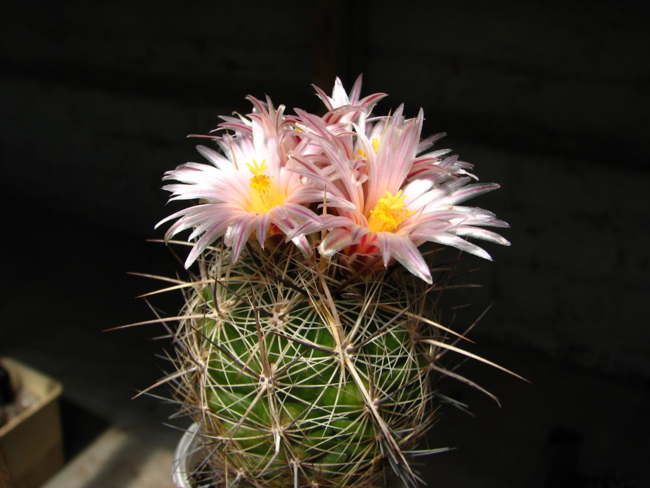 Thelocactus  lausseri