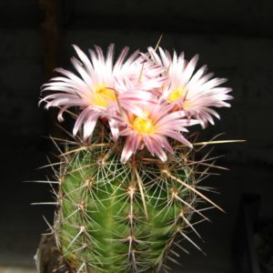 Thelocactus  lausseri