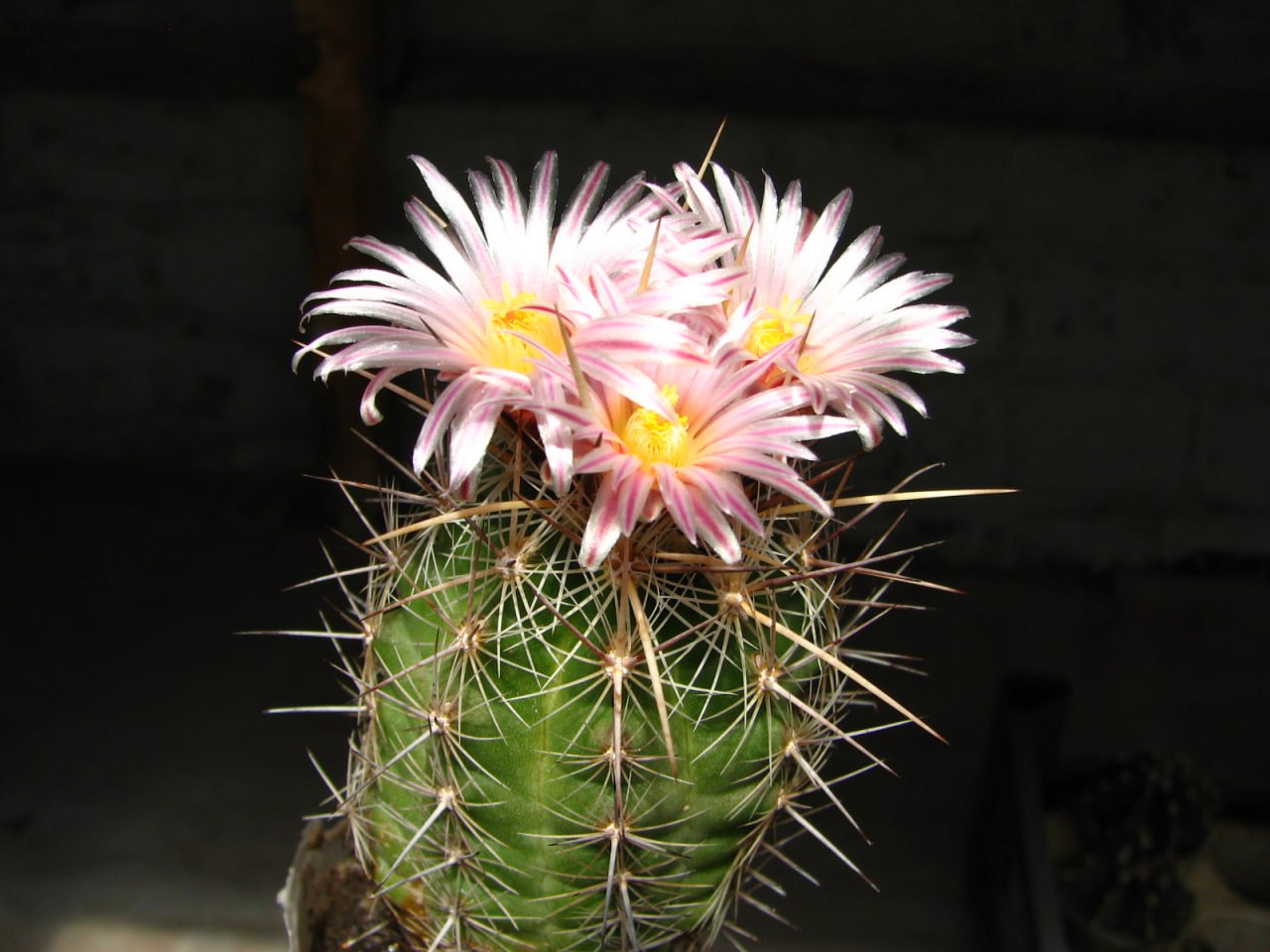 Thelocactus  lausseri