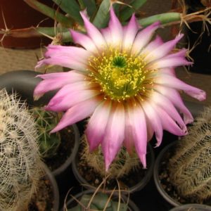 Echinocereus baileyi albispinus