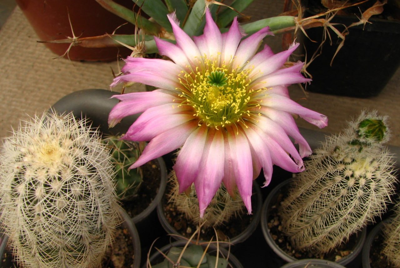 Echinocereus baileyi albispinus