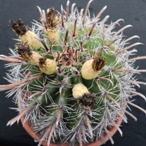 Ferocactus wislizeni