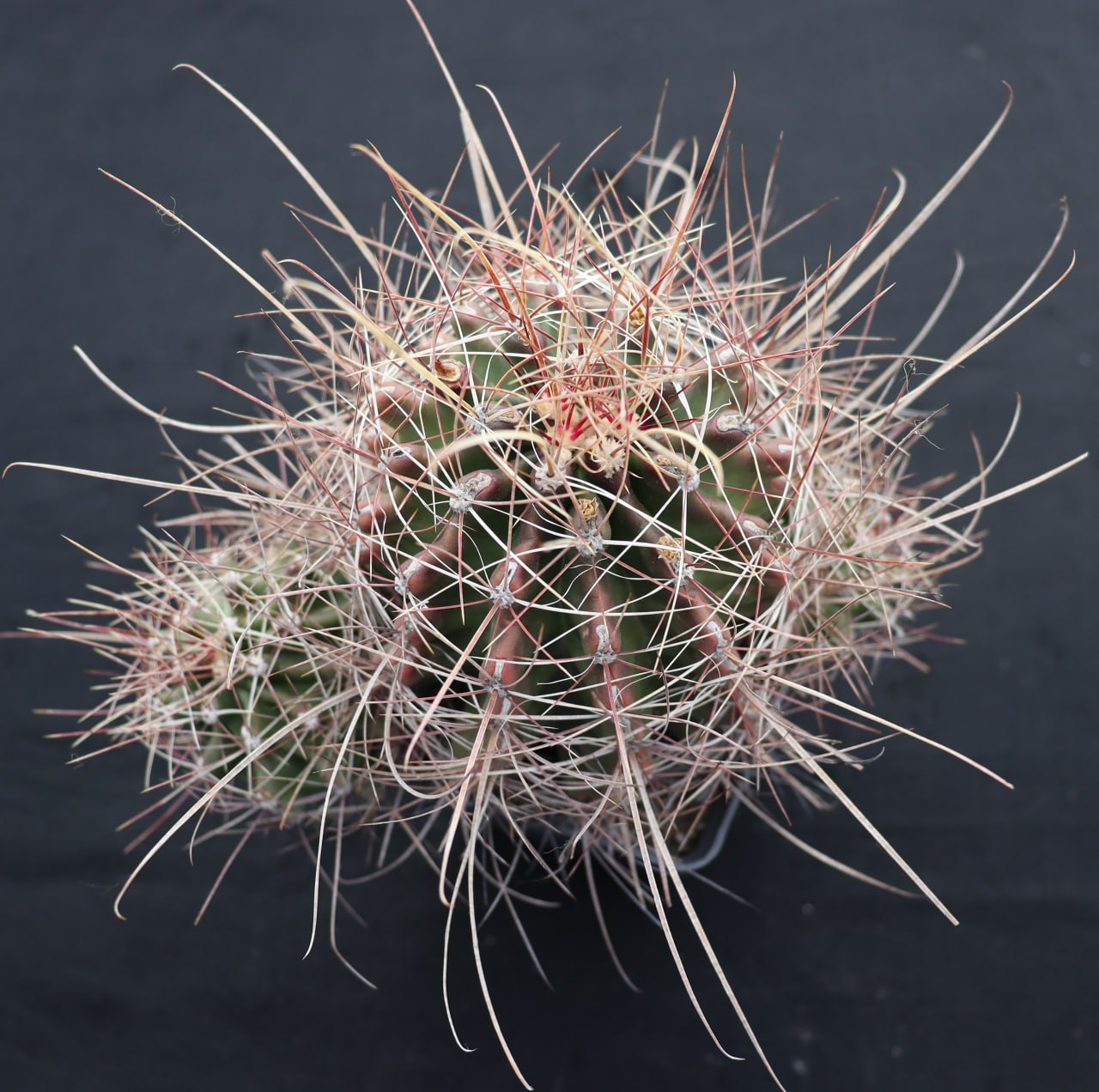 Ferocactus sinuatus