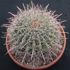 Ferocactus cylindraceus