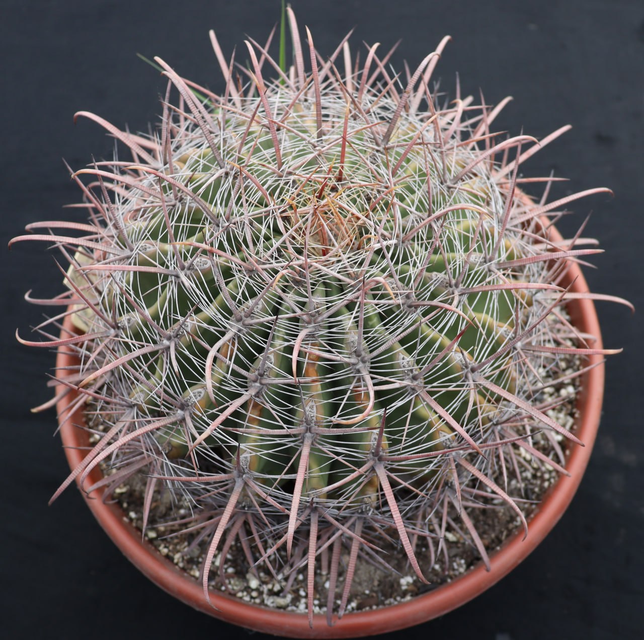 Ferocactus cylindraceus