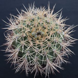 Gymnocalycium eurypleurum