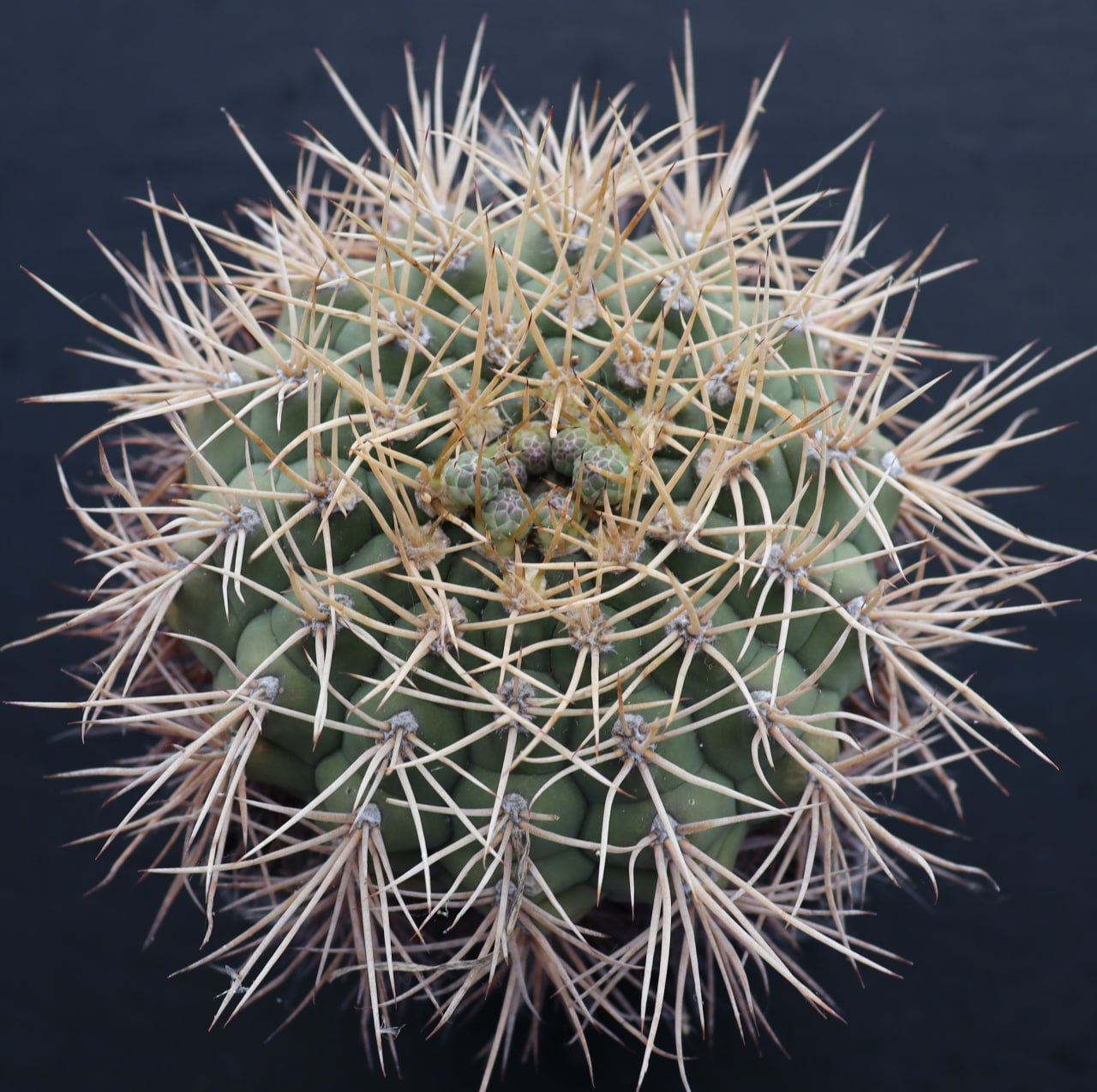 Gymnocalycium eurypleurum