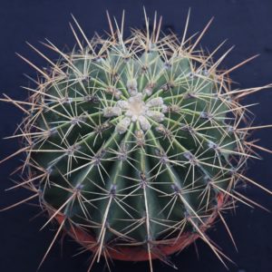 Ferocactus histrix