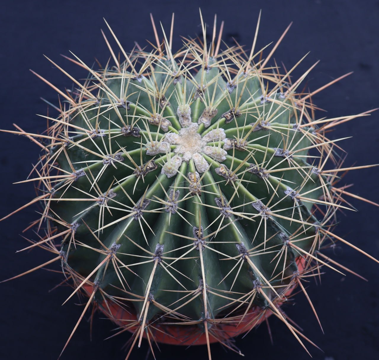 Ferocactus histrix