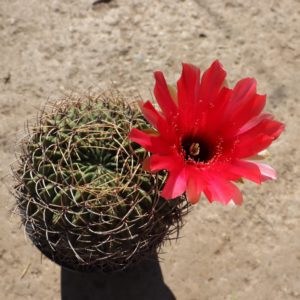 Lobivia cinnabarina grandiflora