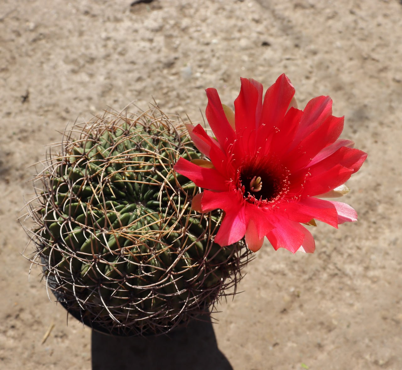 Lobivia cinnabarina grandiflora