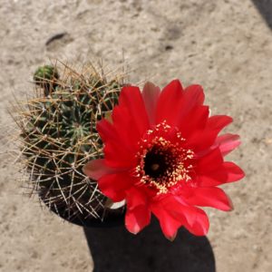 Lobivia cinnabarina grandiflora