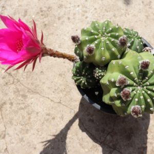 Echinopsis gibrid