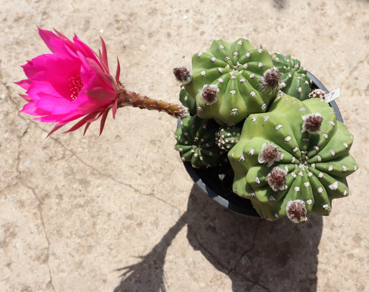 Echinopsis gibrid
