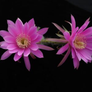 Pseudolobivia purpurea rot