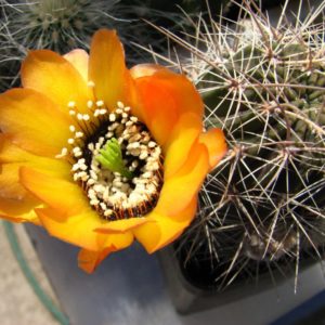 Lobivia nigrostoma