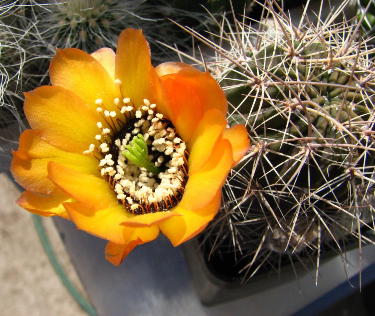 Lobivia nigrostoma