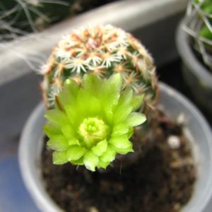 Echinocereus versicolor  мініатюра