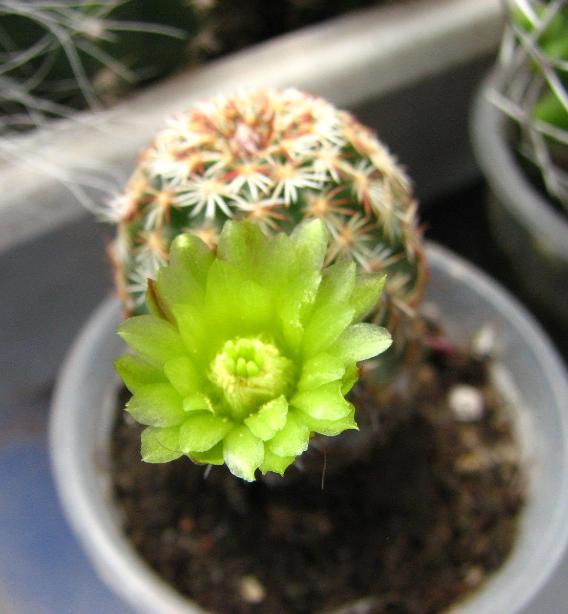 Echinocereus versicolor  мініатюра