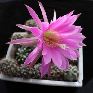 Lobivia calliantho lilacina