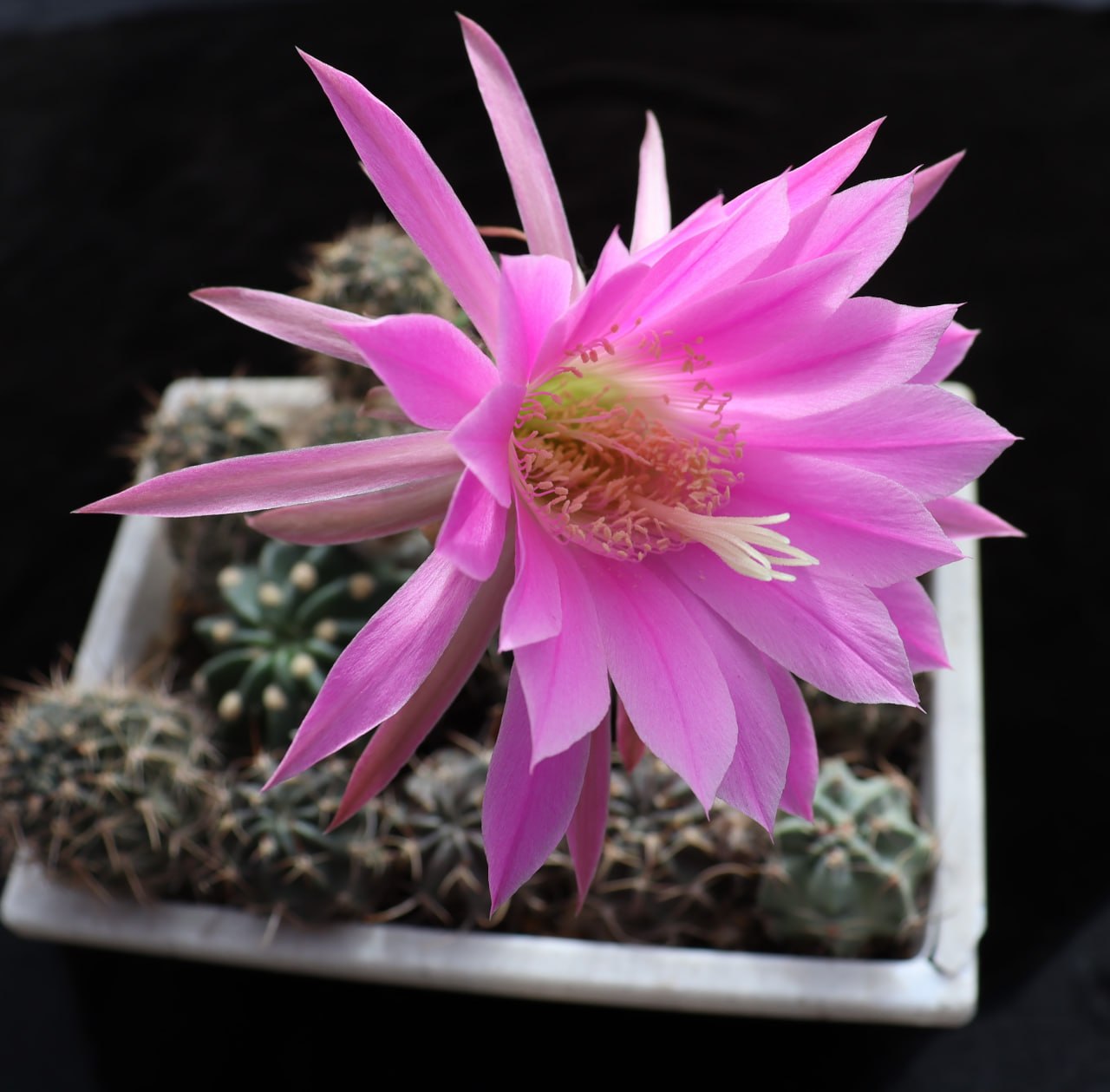 Lobivia calliantho lilacina
