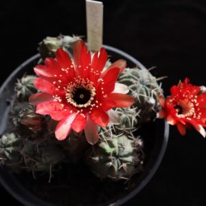 Lobivia salitrensis