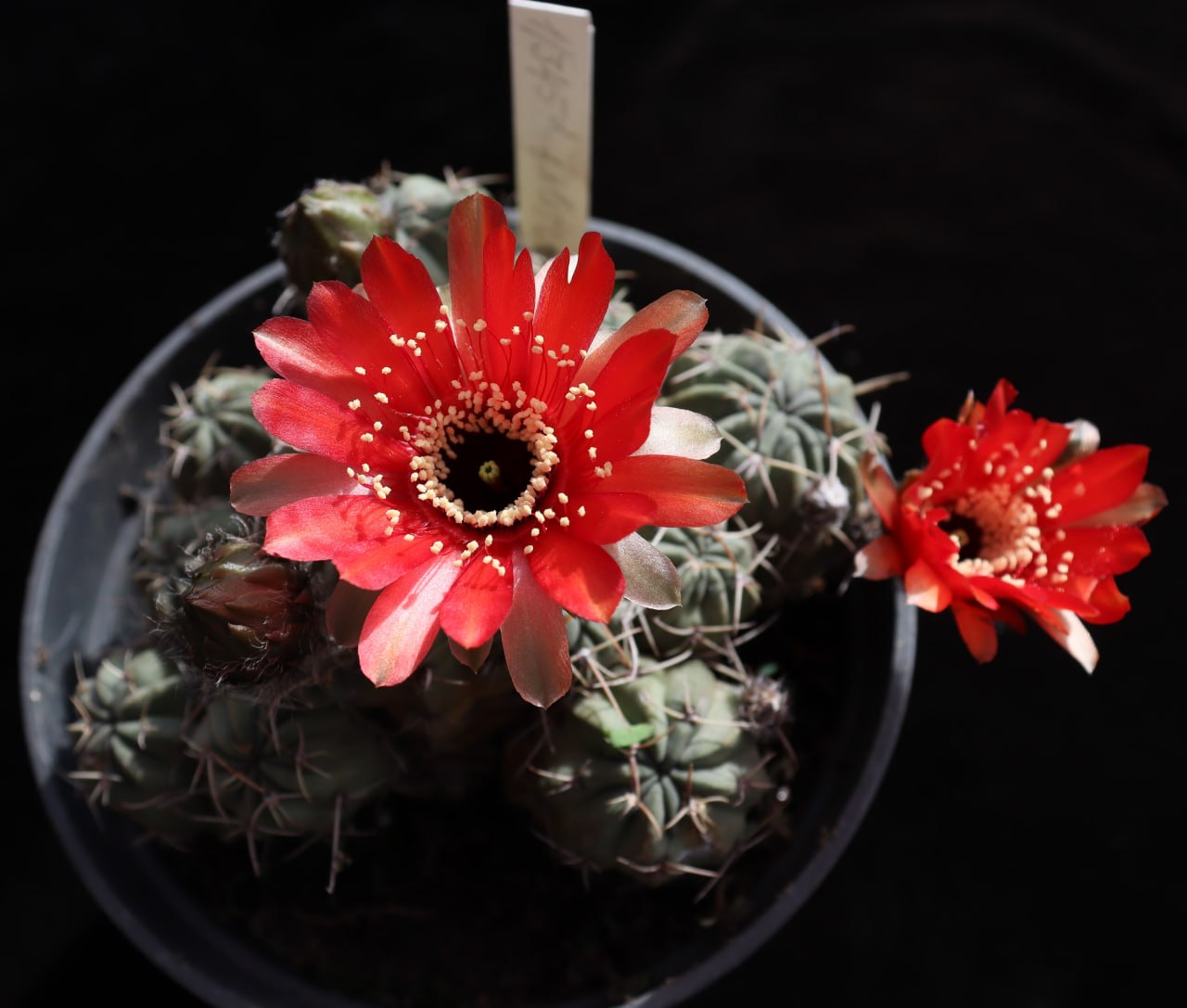 Lobivia salitrensis