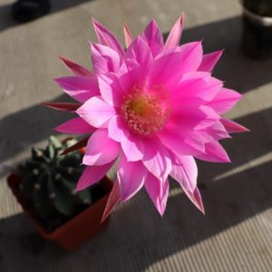 Pseudolobivia lilacina