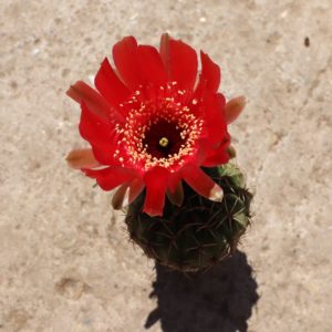 Lobivia cinnabarina grandiflora