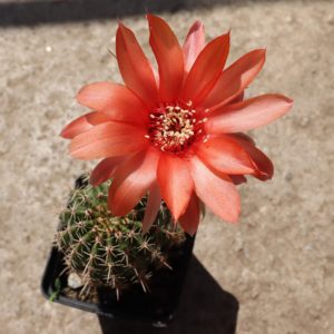 Echinopsis gibrid (Lobivia x Echinopsis)
