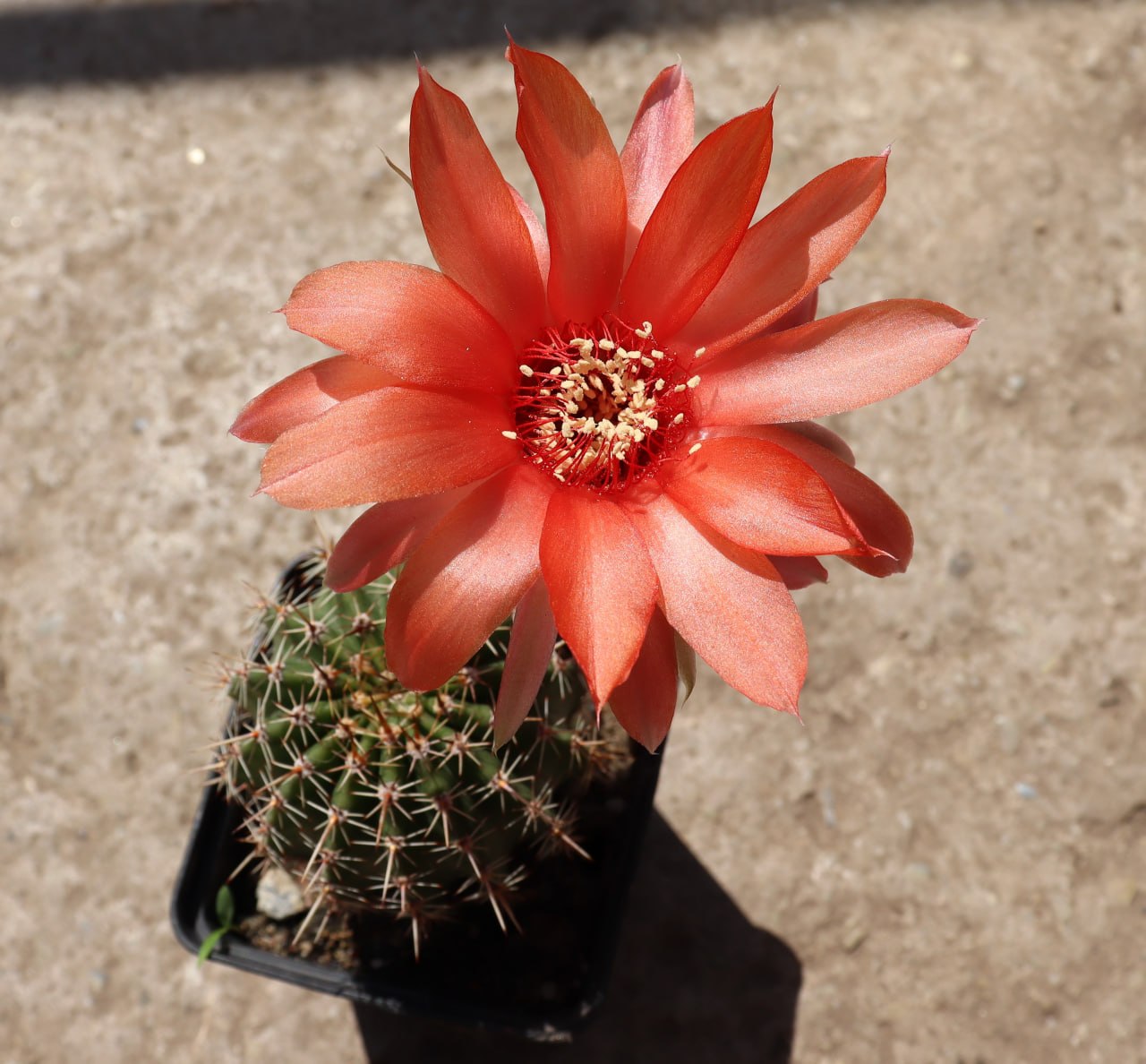 Echinopsis gibrid (Lobivia x Echinopsis)
