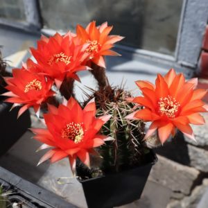 Echinopsis gibrid